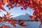 Fuji Mountain in Autumn Red Maple Leaves Frame at Kawaguchiko Lake, Japan
