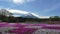 Fuji Mountain with the field of pink moss