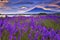 Fuji Mountain and Lavender Field in Summer at Oishi Park, Japan