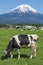 Fuji Mountain and Milk Cows