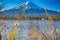 Fuji Mountain Near Kawaguchiko Lake in Japan with Rare Dried Out Fall Flowers in Foreground