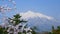 Fuji mountain with sakura flowers in front of it