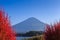 Fuji mountain view from Kawaguchi lake with blured Kochia plant.