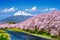 Fuji mountains and  cherry blossoms in spring, Japan