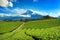 Fuji mountains and green tea plantation in Shizuoka, Japan