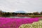 Fuji Shibazakura festival