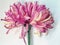 Fuji Spider Mum Pink Chrysanthemum Single Flower with sunlite and shadow