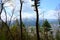 Fuji view from the top of the mountain Tenjo Yama. Landscape beautiful Mount Fuji. Mixed forest in top of the mountain TenjoYama,