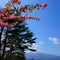 Fuji view from the top of the mountain TenjoYama. Landscape beautiful Mount Fuji. Flying small retro vintage plane. Symbols of