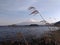 Fuji Yama View with Tall Grass from Kawaguchi Lake - Japan