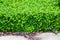 Fujian tea tree bush, fujian tea shrub, garden green plant