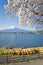 Fujisan and Sakura at Lake Kawaguchiko