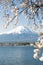 Fujisan and Sakura at Lake Kawaguchiko