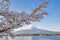 Fujisan and Sakura at Lake Kawaguchiko