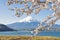 Fujisan and Sakura at Lake Kawaguchiko