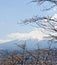 Fujiyama mountain with cherry blossom