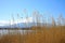 Fujiyama mountain was covered by high meadow