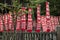 Fujiyoshida city - Japan, June 13, 2017: Red shrine banners at