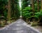 Fujiyoshida Sengen Shrine, a long approach lined by stone lanterns and tall cedar trees, Japan - Sep 2018