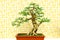 Fukien tea carmona microphylla bonsai plant