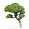 Fukien tea tree isolated, Carmona retusa Masam
