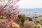 Fukushima City,Mt.Azuma,multicolor flowering trees as seen from Hanamiyama Park,Fukushima,Tohoku,Japan.