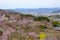 Fukushima City,Mt.Azuma,multicolor flowering trees as seen from Hanamiyama Park,Fukushima,Tohoku,Japan.