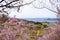 Fukushima City,Mt.Azuma,multicolor flowering trees as seen from Hanamiyama Park,Fukushima,Tohoku,Japan.