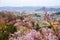 Fukushima City,Mt.Azuma,multicolor flowering trees as seen from Hanamiyama Park,Fukushima,Tohoku,Japan.