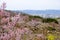 Fukushima City,Mt.Azuma,multicolor flowering trees as seen from Hanamiyama Park,Fukushima,Tohoku,Japan.