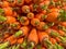 Fulframe photo of a pile of carrots with green stalks