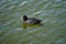 Fulica atra swims on the Biesdorfer Baggersee lake in August. Berlin, Germany