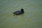 Fulica atra swims on the Biesdorfer Baggersee lake in August. Berlin, Germany