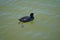 Fulica atra swims on the Biesdorfer Baggersee lake in August. Berlin, Germany