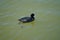 Fulica atra swims on the Biesdorfer Baggersee lake in August. Berlin, Germany