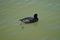 Fulica atra swims on the Biesdorfer Baggersee lake in August. Berlin, Germany