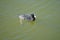 Fulica atra swims on the Biesdorfer Baggersee lake in August. Berlin, Germany