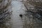 Fulica atra swims in the Biesdorfer Baggersee lake in January. Berlin, Germany