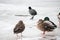 Fulica atra and wild ducks on ice of Neris river