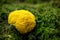 Fuligo Septica or caca de luna growing up into a mossy ground, slime mold