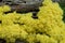 Fuligo septica, slime mold, scrambled egg slime fungus on tree stump