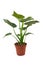 Full `Alocasia Cucullata` or `Elephant Ear` tropical houseplant in flower pot on white background