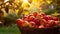Full basket of red juicy organic apples with yellow leaves on autumn outdoors