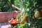 Full basket of red organic tomatoes .Raised beds gardening in an urban garden growing plants herbs spices berries and vegetables.