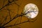 Full Beaver Moon on dark sky and silhouette dry tree at the night