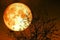 Full blood moon near earth on night sky back silhouette dry bran