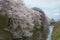 The full bloom Cherry-blossom trees along Kajo castle moats.