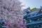 Full bloom of the cherry tree and Kamakura Hasedera landscape