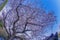 Full bloom of the cherry tree and Kamakura Hasedera landscape