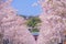 Full bloom of the cherry tree-lined Kamakura of the approach Wakamiya Oji